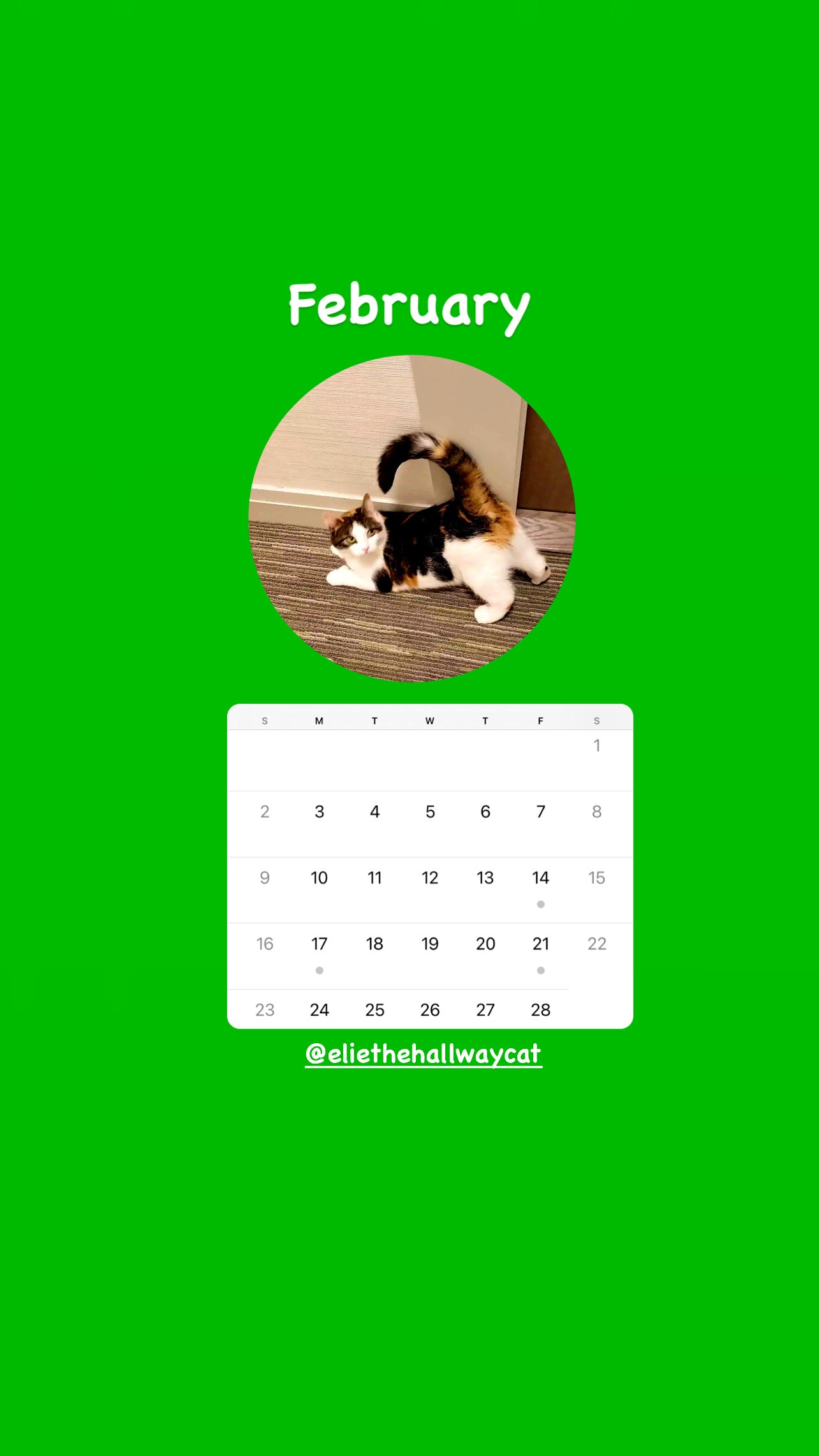 Elie’s Flirt Flop Calendar 2025