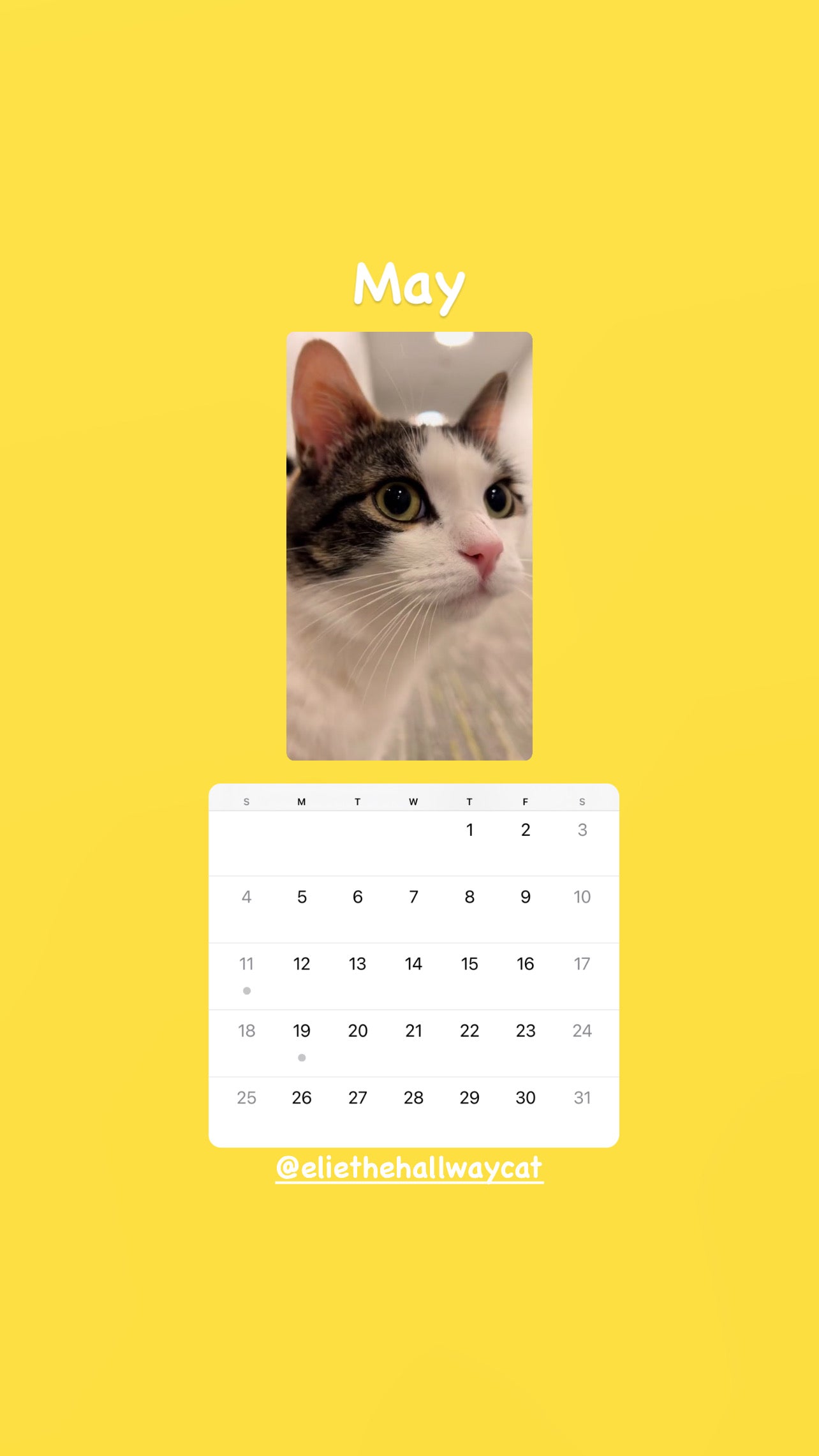 Elie’s Flirt Flop Calendar 2025